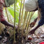 Labor Shortages - Cardamom cultivation