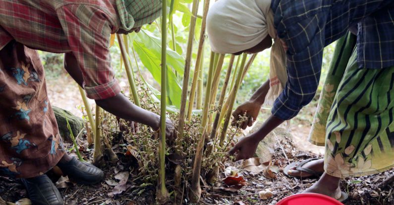 Labor Shortages - Cardamom cultivation