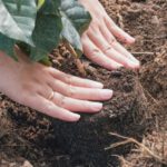 CSR - Coffee Planting