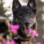 Loyalty Programs - Photo of kai, a german shepherd in portland, oregon, usa