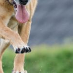 Agility - Short-coated Brown Dog on Wooden Beam