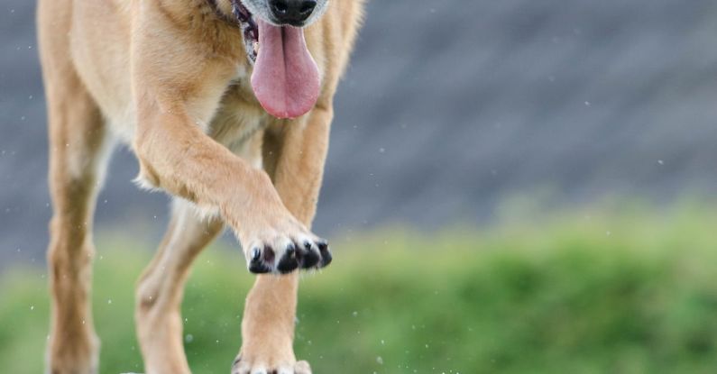 Agility - Short-coated Brown Dog on Wooden Beam