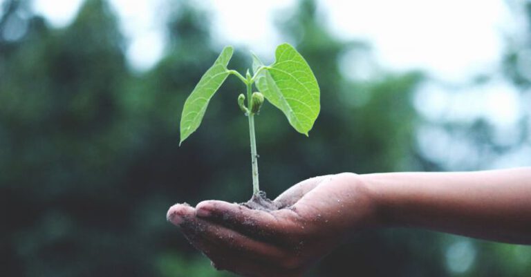 Growth - Person Holding A Green Plant